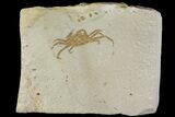 Miocene Pea Crab (Pinnixa) Fossil - California #177010-1